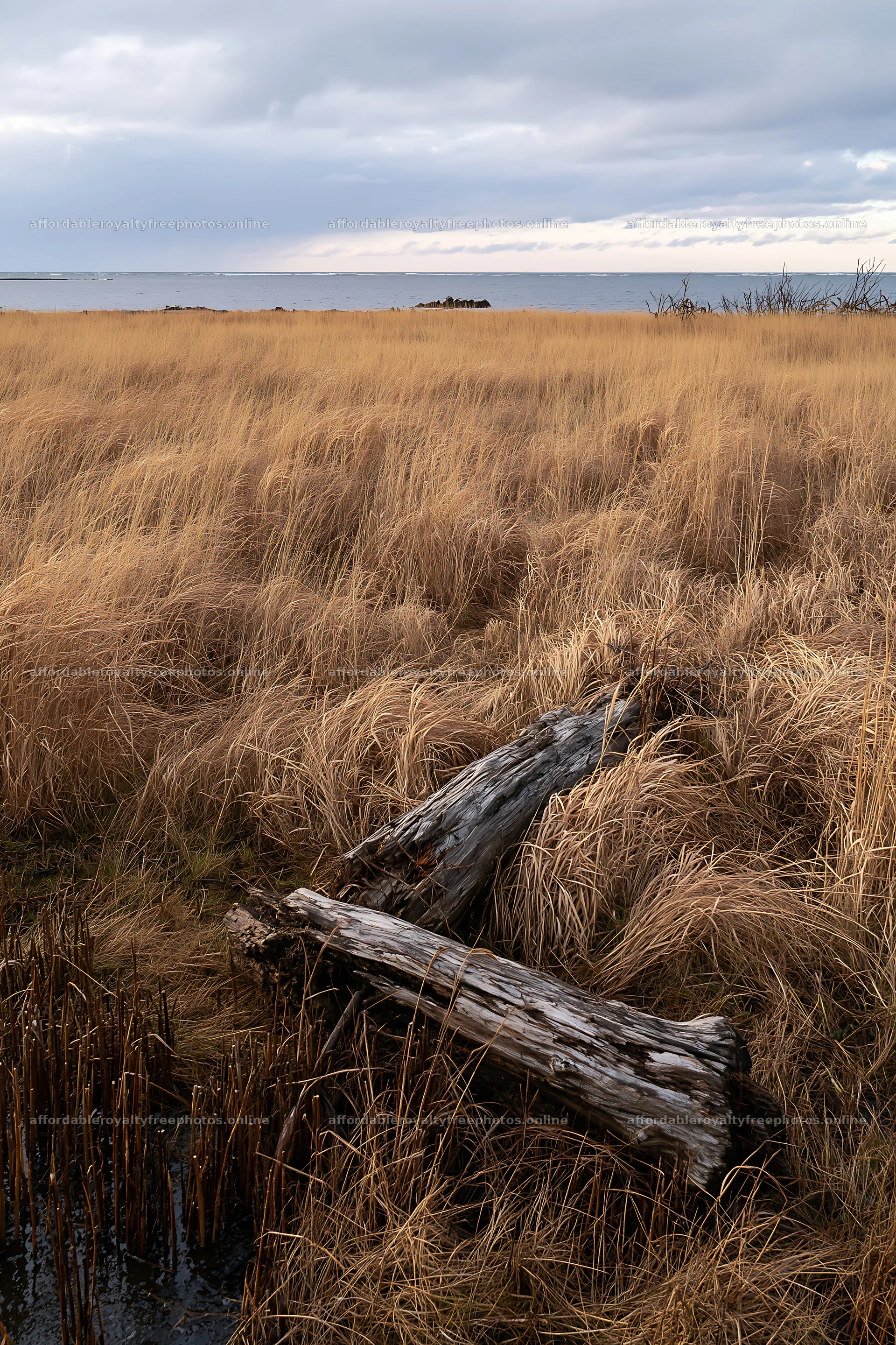 Ishikawa coastal meadow storm washed driftwood in dry – royalty-free photos 6480x9722