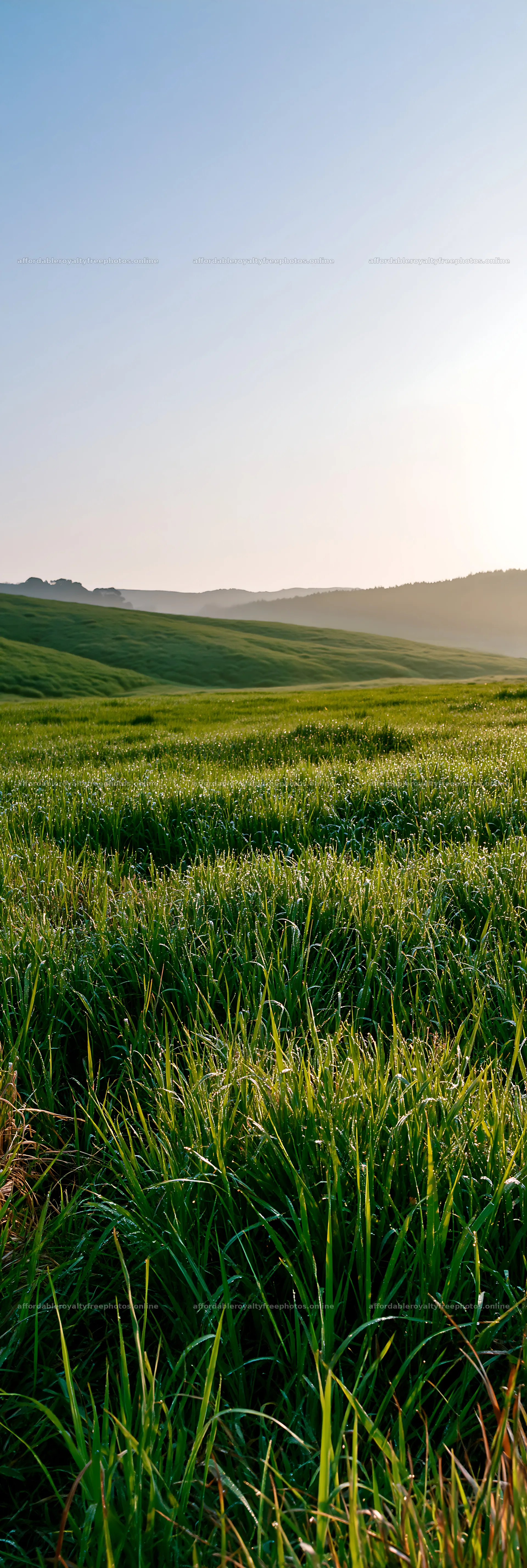 Miyazaki sunrise meadow dew covered sedges – royalty-free photos 4602x13690