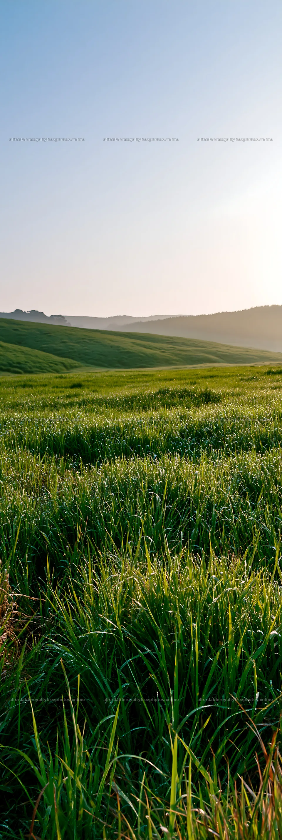 Miyazaki sunrise meadow dew covered sedges – royalty-free photos 4602x13690