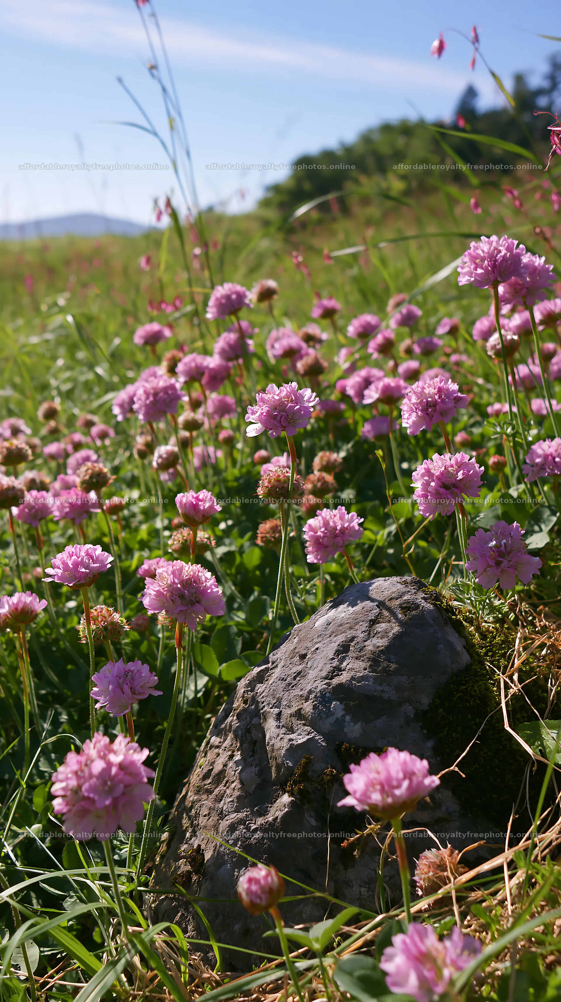 Miyagi spring recovery meadow mossy stone with pink – royalty-free photos 5938x10608