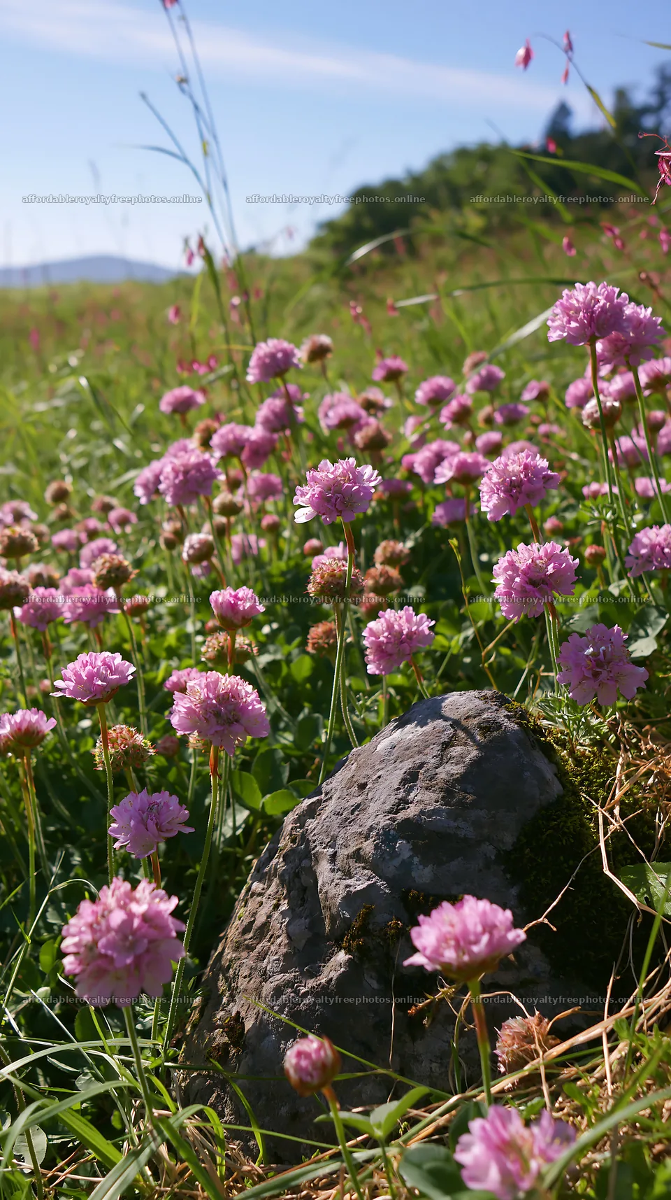 Miyagi spring recovery meadow mossy stone with pink – royalty-free photos 5938x10608