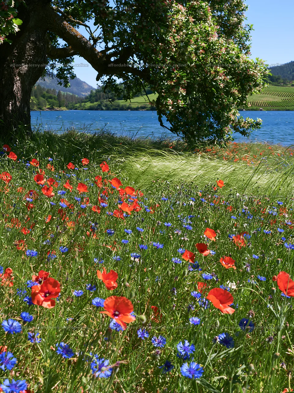 Lakeside orchard meadow with wildflowers and gentle – royalty-free photos 6866x9174