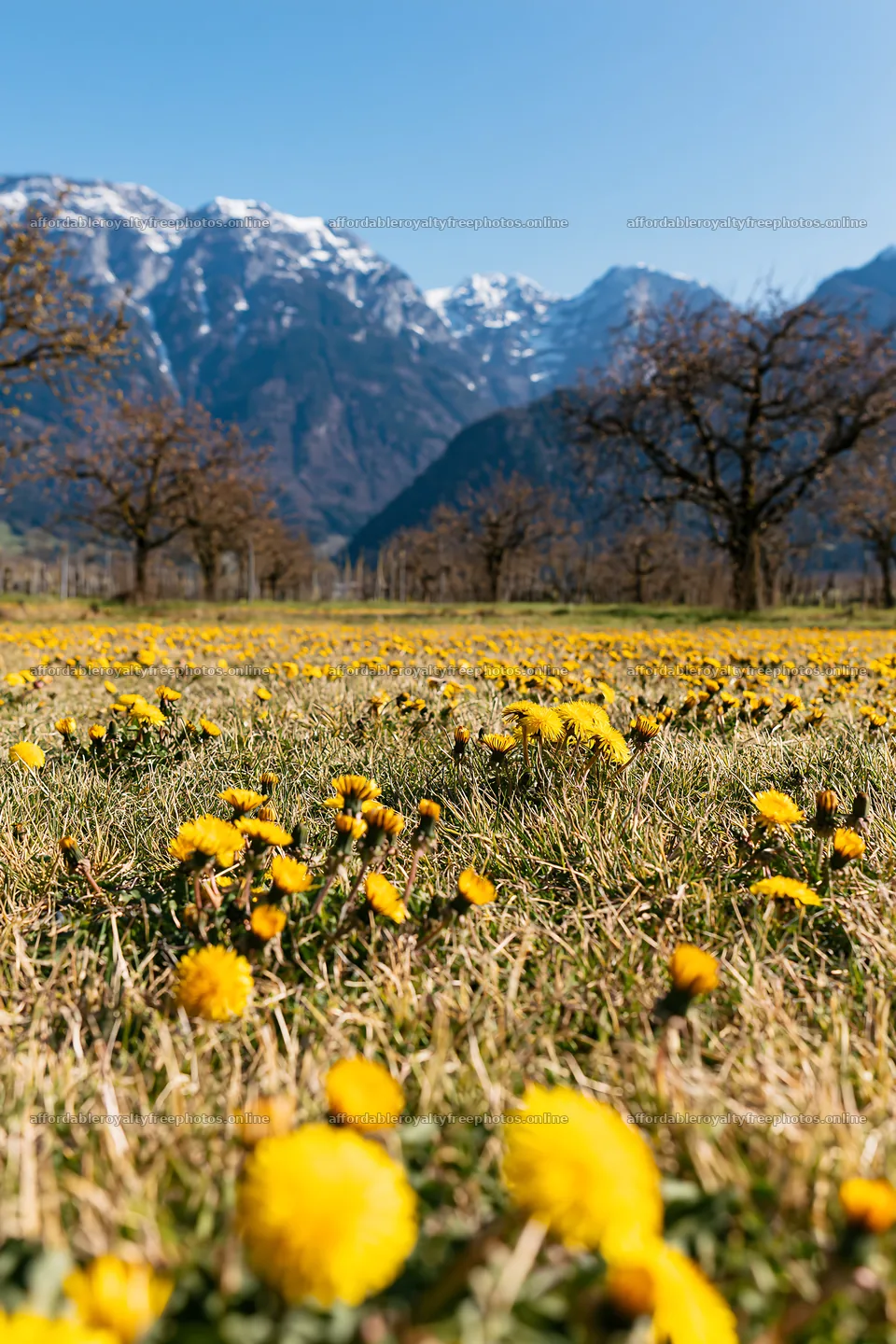 Dandelion orchard meadow with mountains in the background – royalty-free photos 6480x9722
