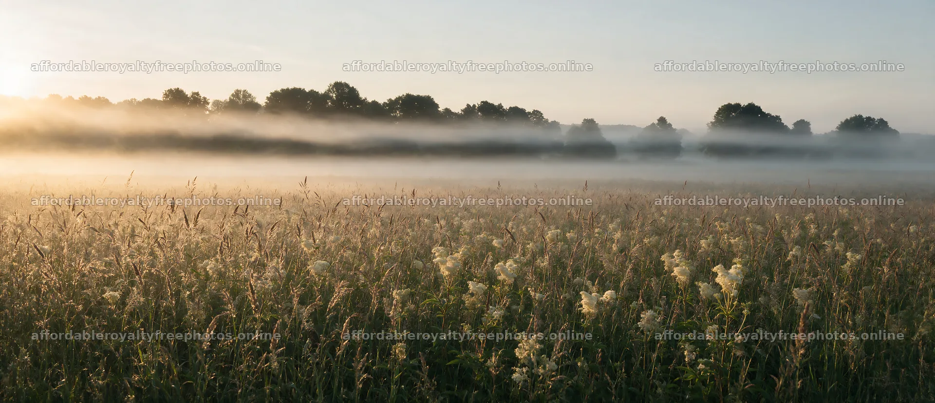 Seedhead meadow with morning fog and distant trees – royalty-free photos 12094x5210