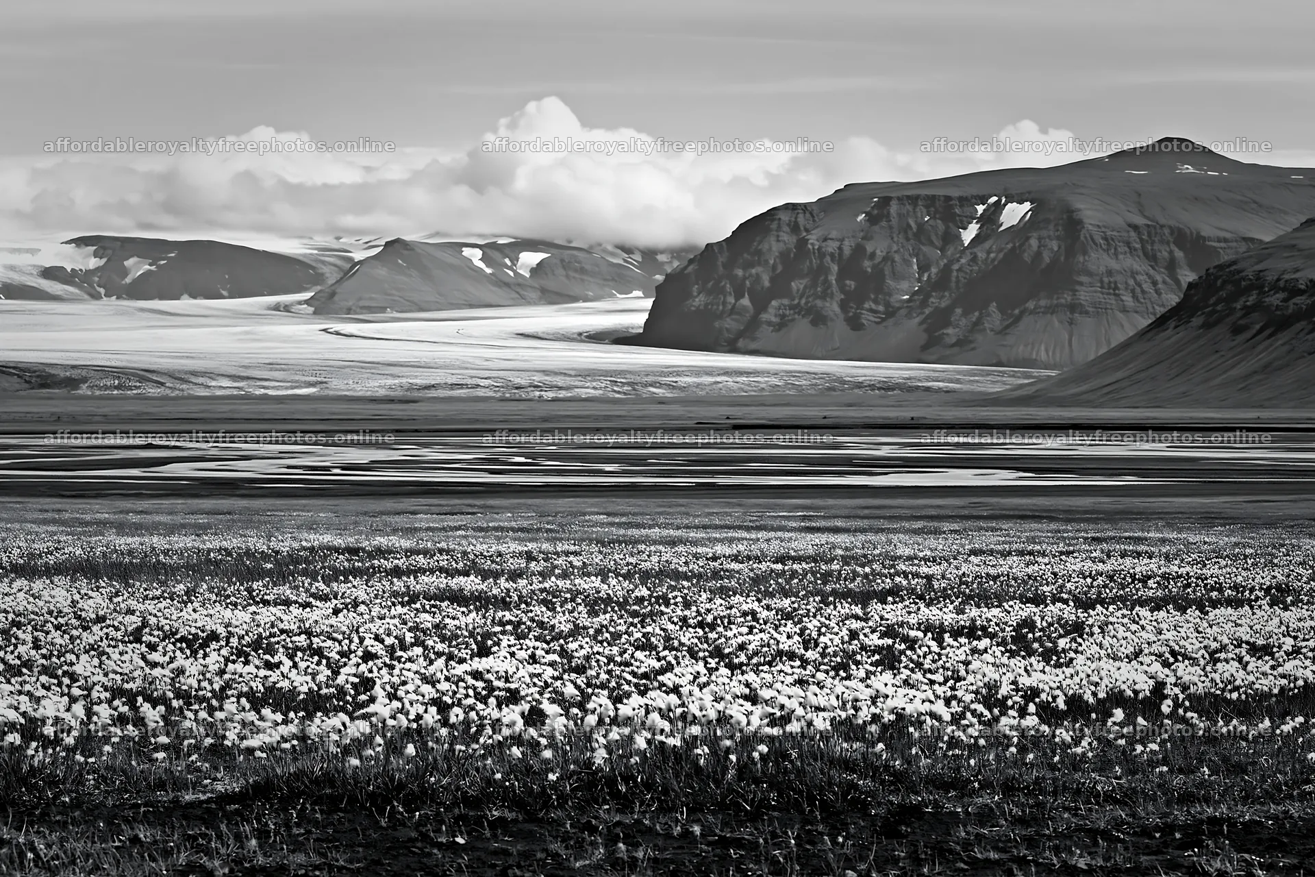 Cottongrass meadow glow in a scenic landscape with – royalty-free photos 9722x6480