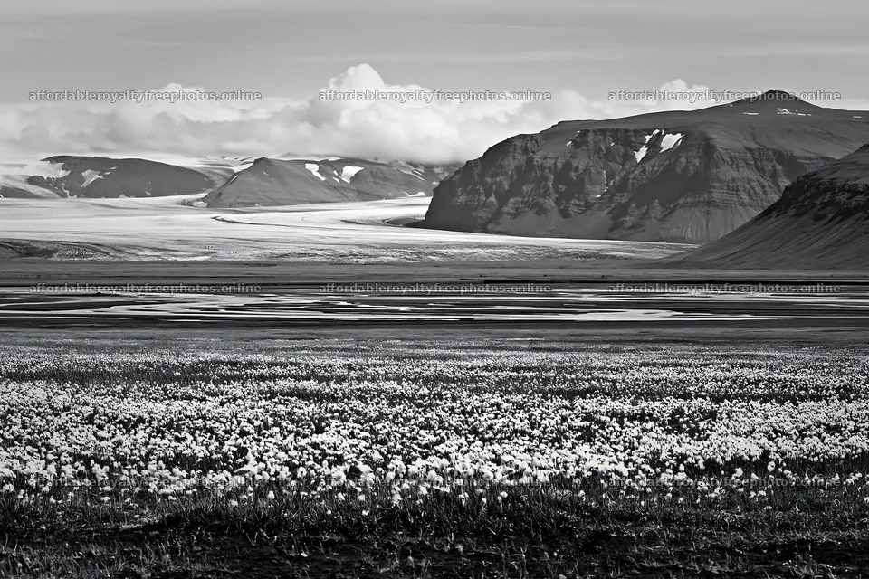 Cottongrass meadow glow in a scenic landscape with – royalty-free photos 9722x6480
