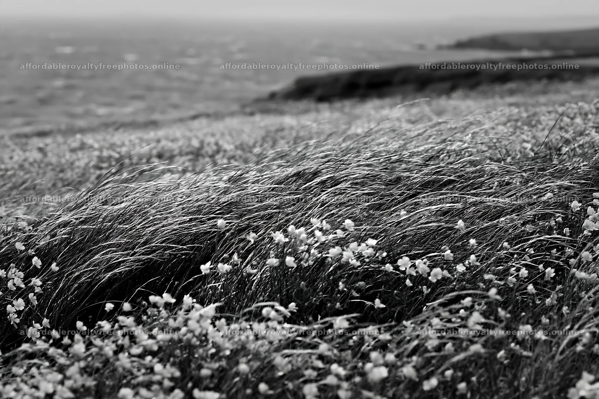 Buttercup meadow by the ocean with waves and coastal – royalty-free photos 9722x6480
