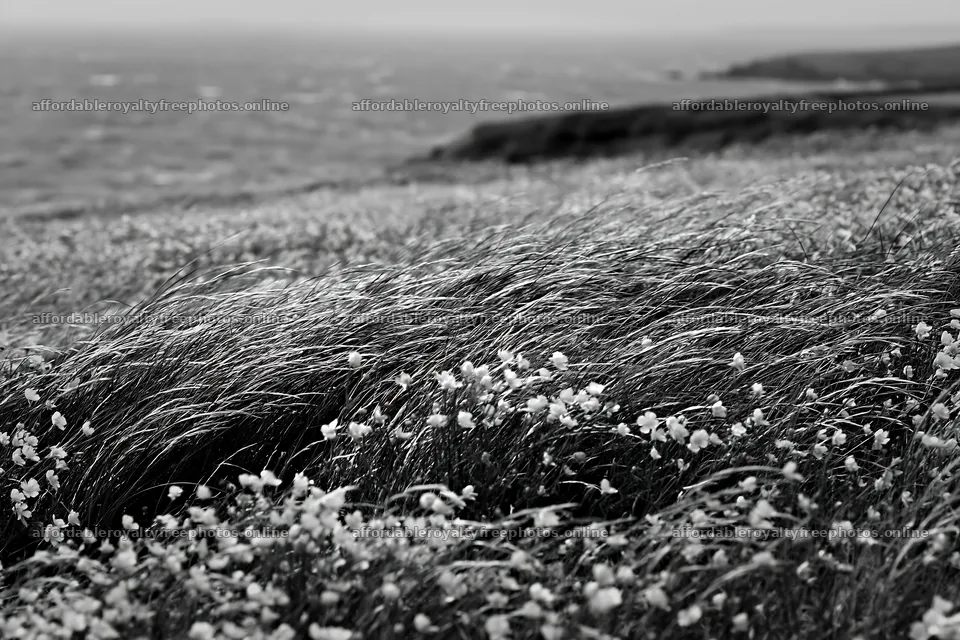 Buttercup meadow by the ocean with waves and coastal – royalty-free photos 9722x6480