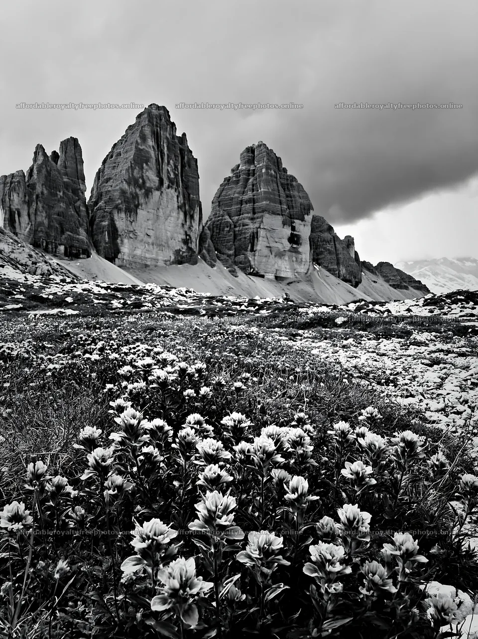 Snowline meadow with flowers and rocky mountains in – royalty-free photos 6866x9174