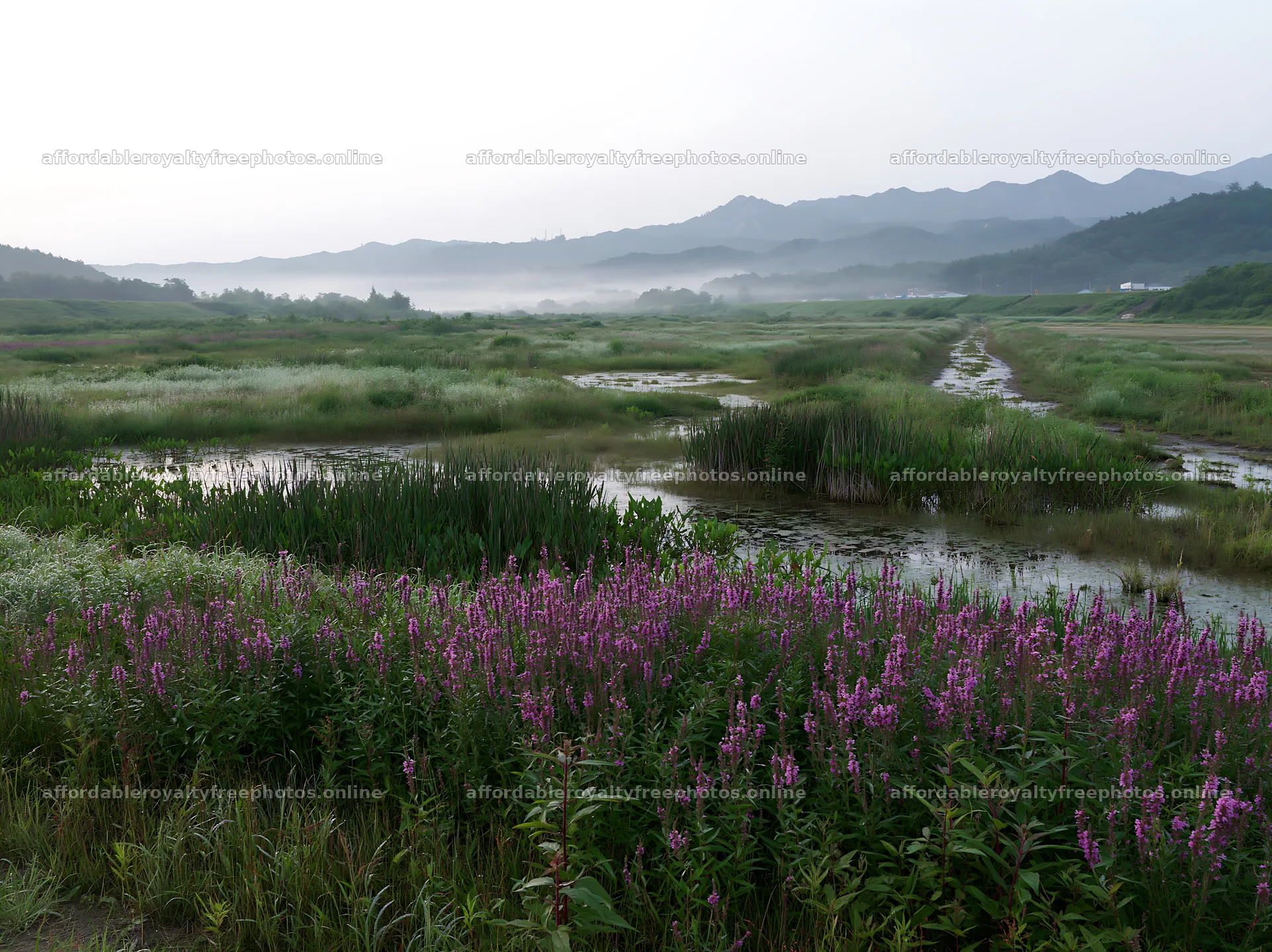 Dew on flowers in Niigata floodplain restoration meadow – royalty-free photos 9174x6866