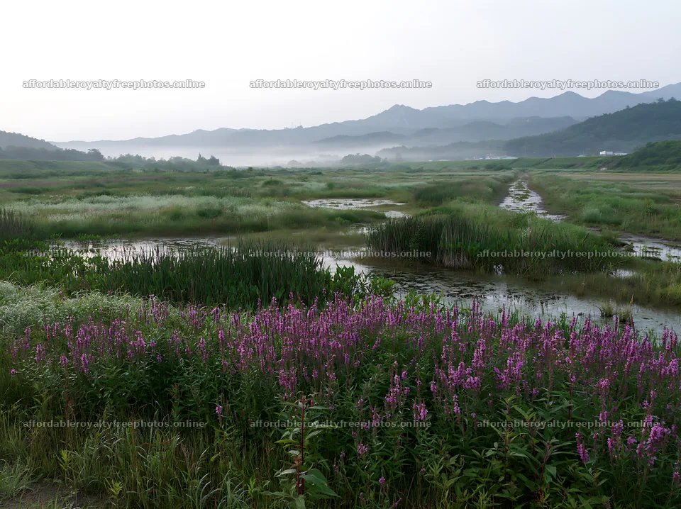 Dew on flowers in Niigata floodplain restoration meadow – royalty-free photos 9174x6866