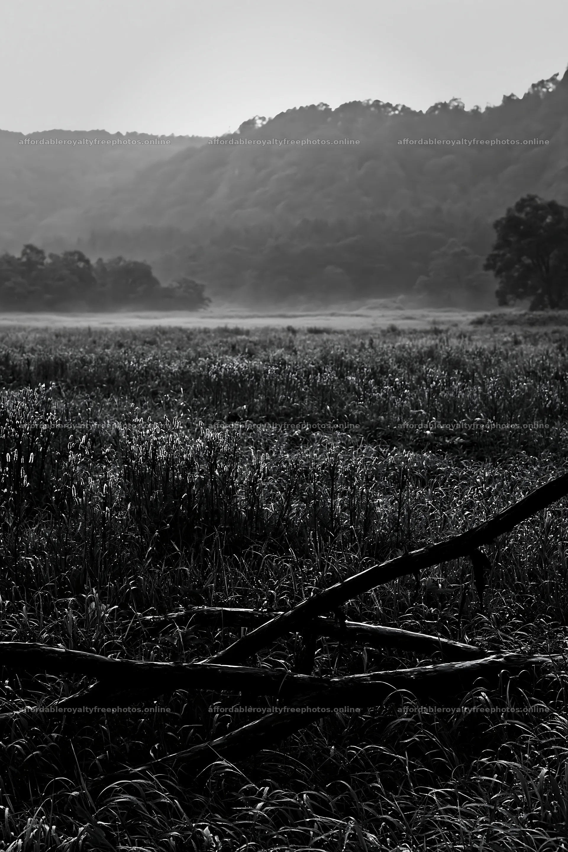 Yamagata rewilded meadow with fallen branch in the – royalty-free photos 6480x9722