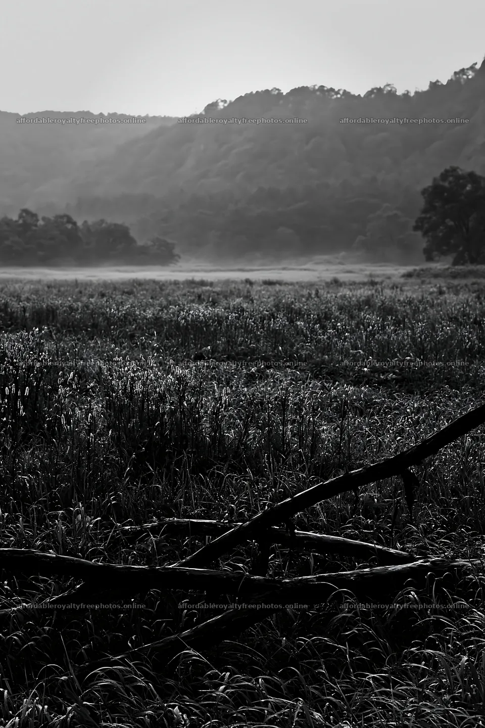 Yamagata rewilded meadow with fallen branch in the – royalty-free photos 6480x9722