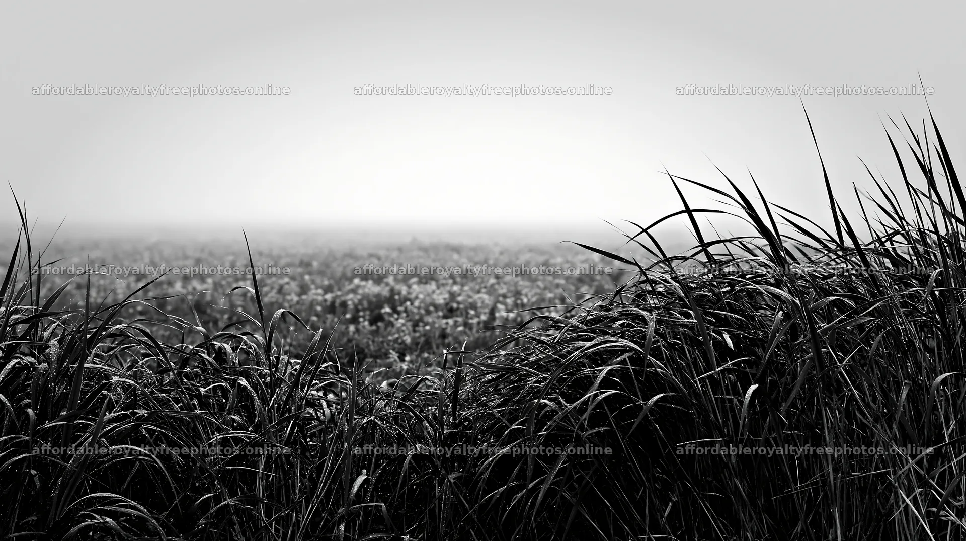 Saga floodplain meadow with reeds and mist in the – royalty-free photos 10608x5938