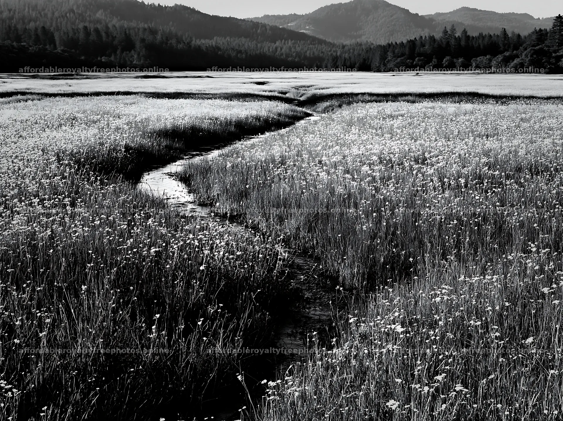 Winding stream through a meadow in high contrast black – royalty-free photos 9174x6866