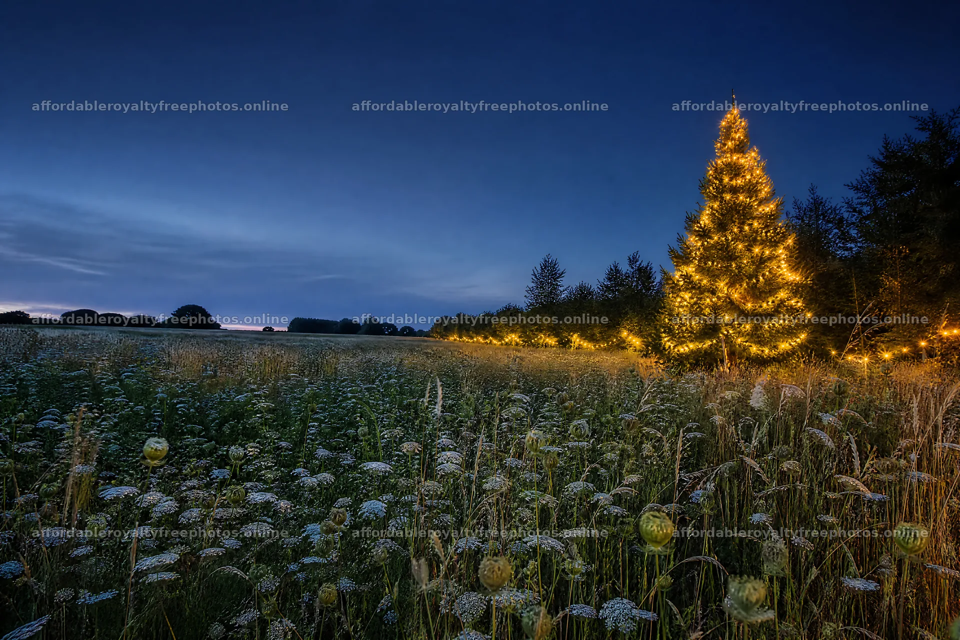 Vibrant Christmas tree lights in meadow at dusk – royalty-free photos 9722x6480