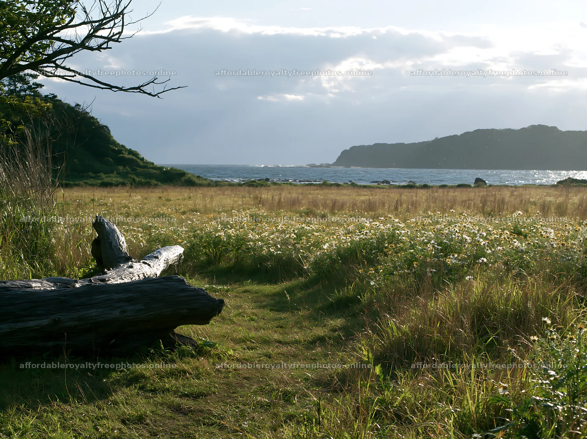 Chiba coastal climate meadow with driftwood in foreground – royalty-free photos 9174x6866