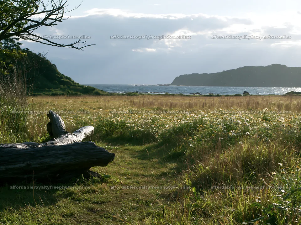 Chiba coastal climate meadow with driftwood in foreground – royalty-free photos 9174x6866