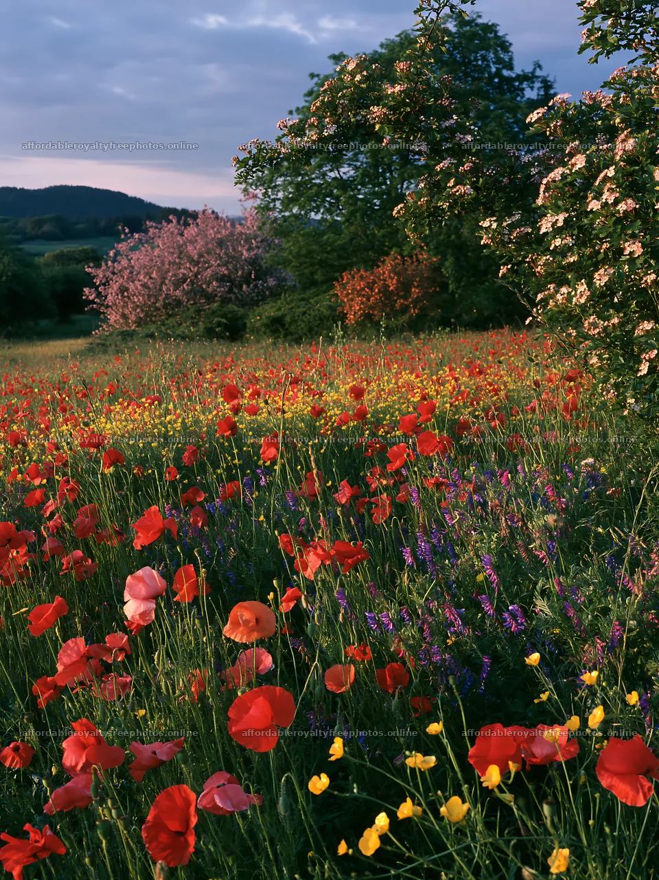 Vibrant Christmas garland in meadow at twilight – royalty-free photos 6866x9174