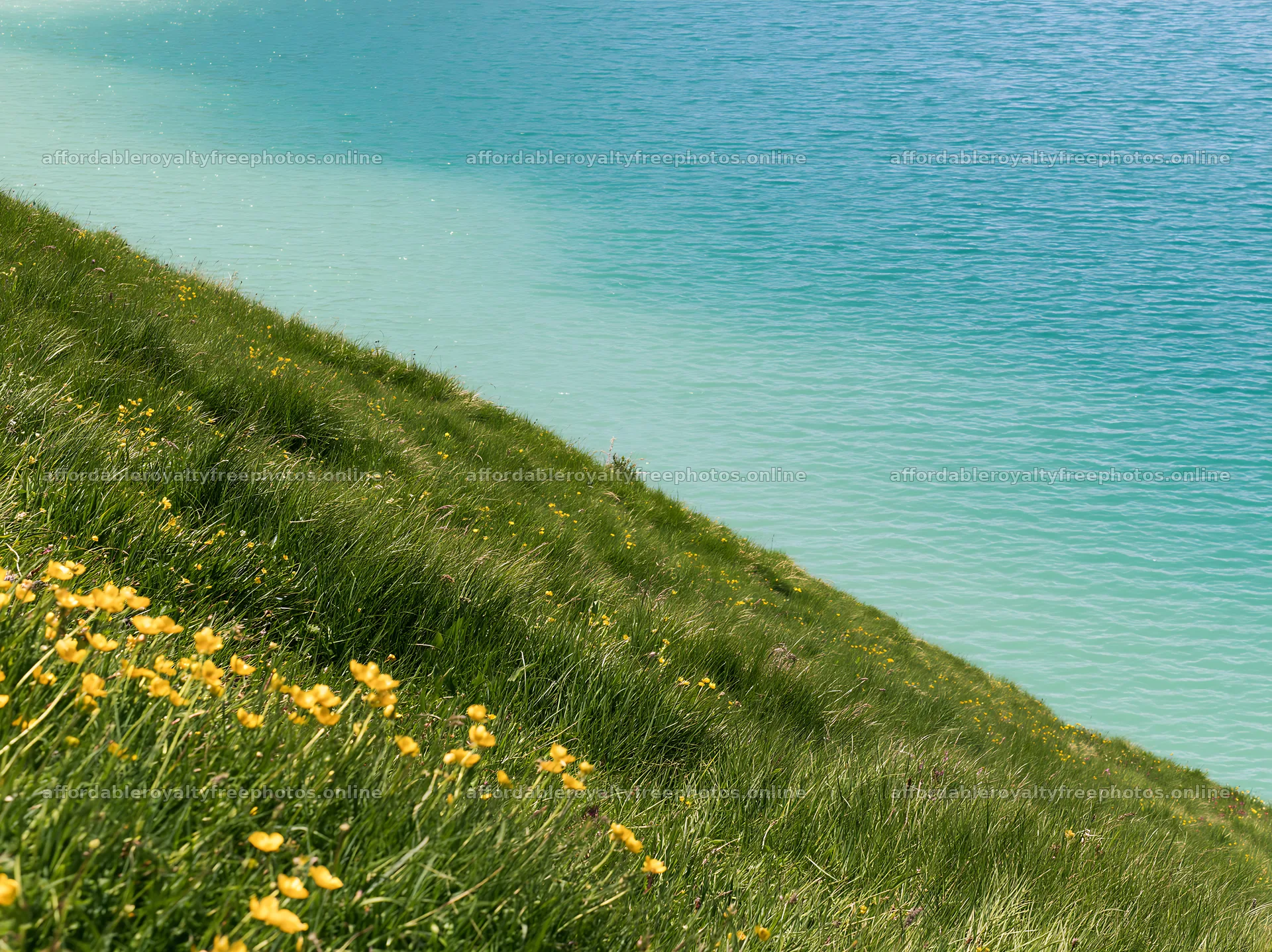 Swiss meadow by alpine lake with wildflowers and blue – royalty-free photos 9174x6866