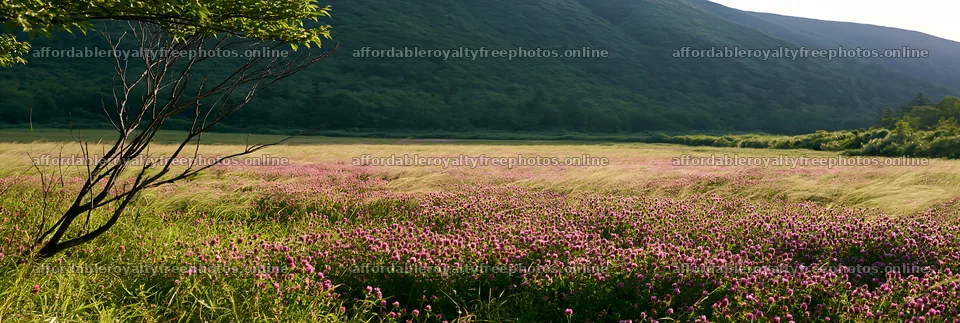 Yamagata rewilded meadow fallen branch foreground – royalty-free photos 13690x4602