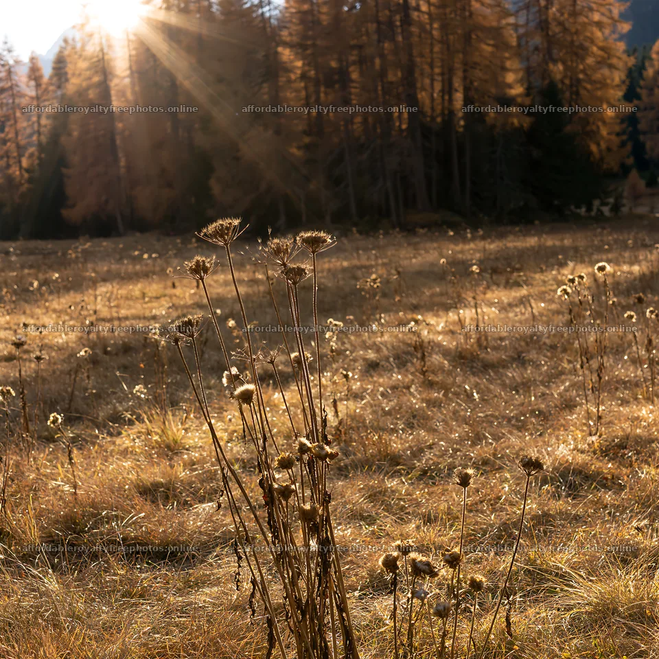 Sunbeams shining on Alpe di Siusi meadow with dried – royalty-free photos 7938x7938
