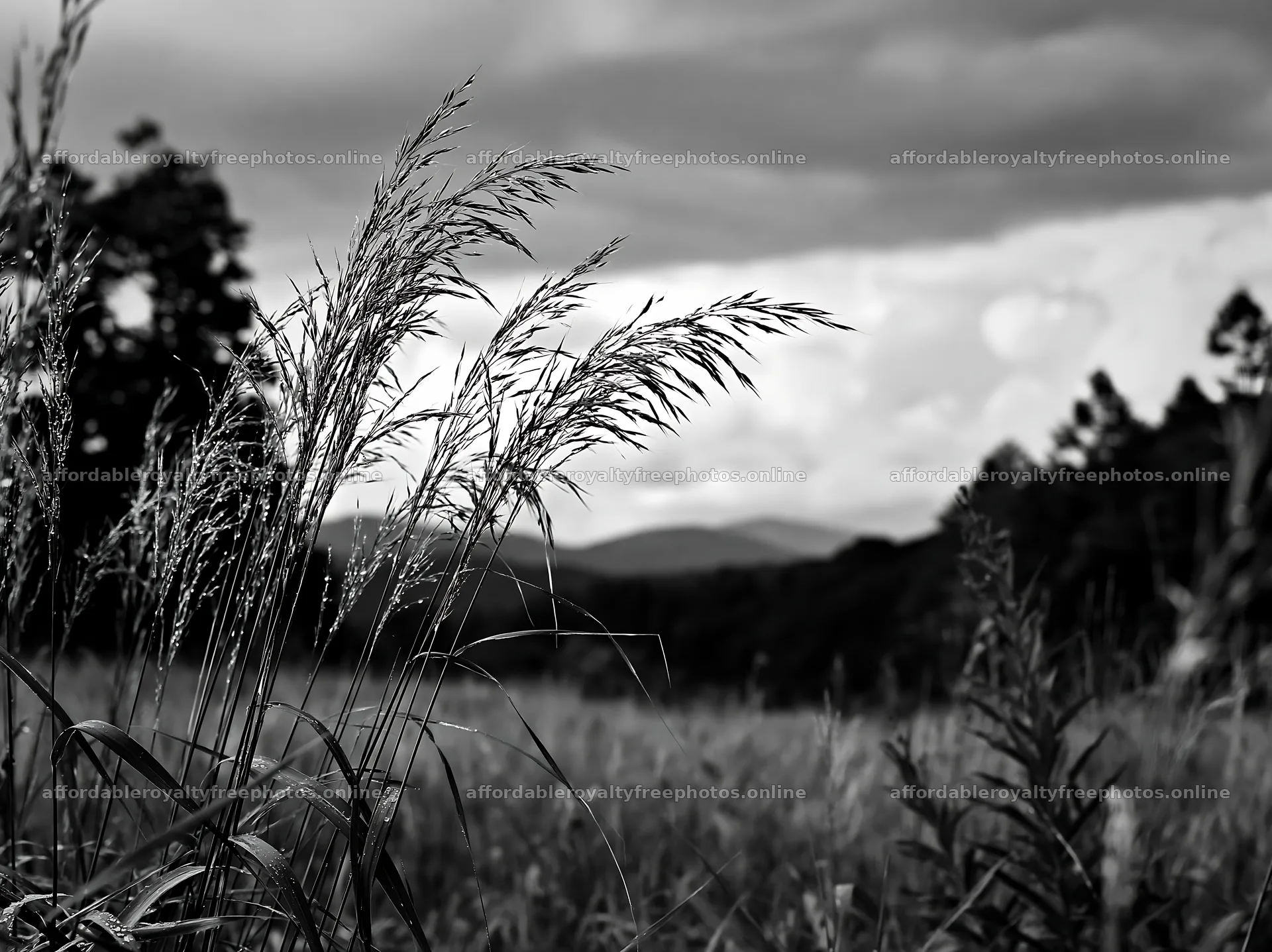 Iwate rain refreshed meadow seedhead foreground – royalty-free photos 9174x6866