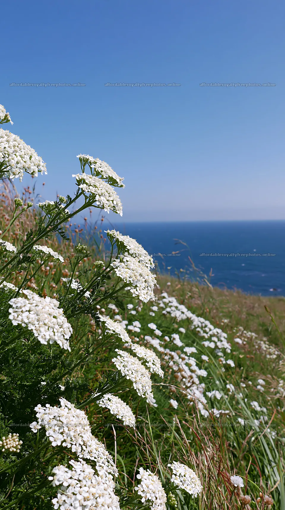 Yarrow meadow bloom along the coastline under a clear sky – royalty-free photos 5938x10608