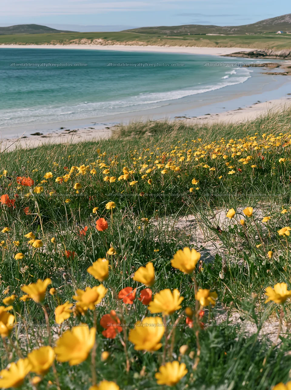 Machair beach meadow with flowers near the coast – royalty-free photos 6866x9174