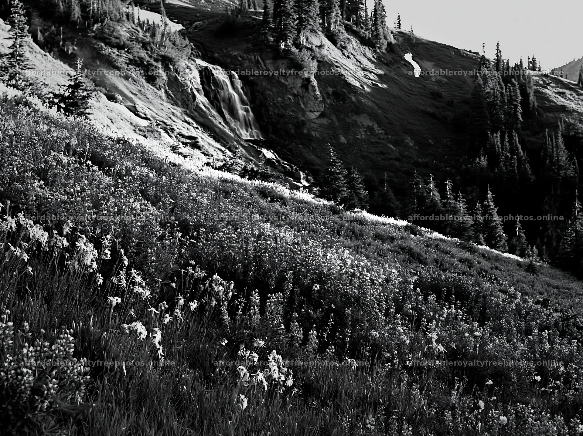 Mountain flower meadow with waterfall in black and white – royalty-free photos 9174x6866