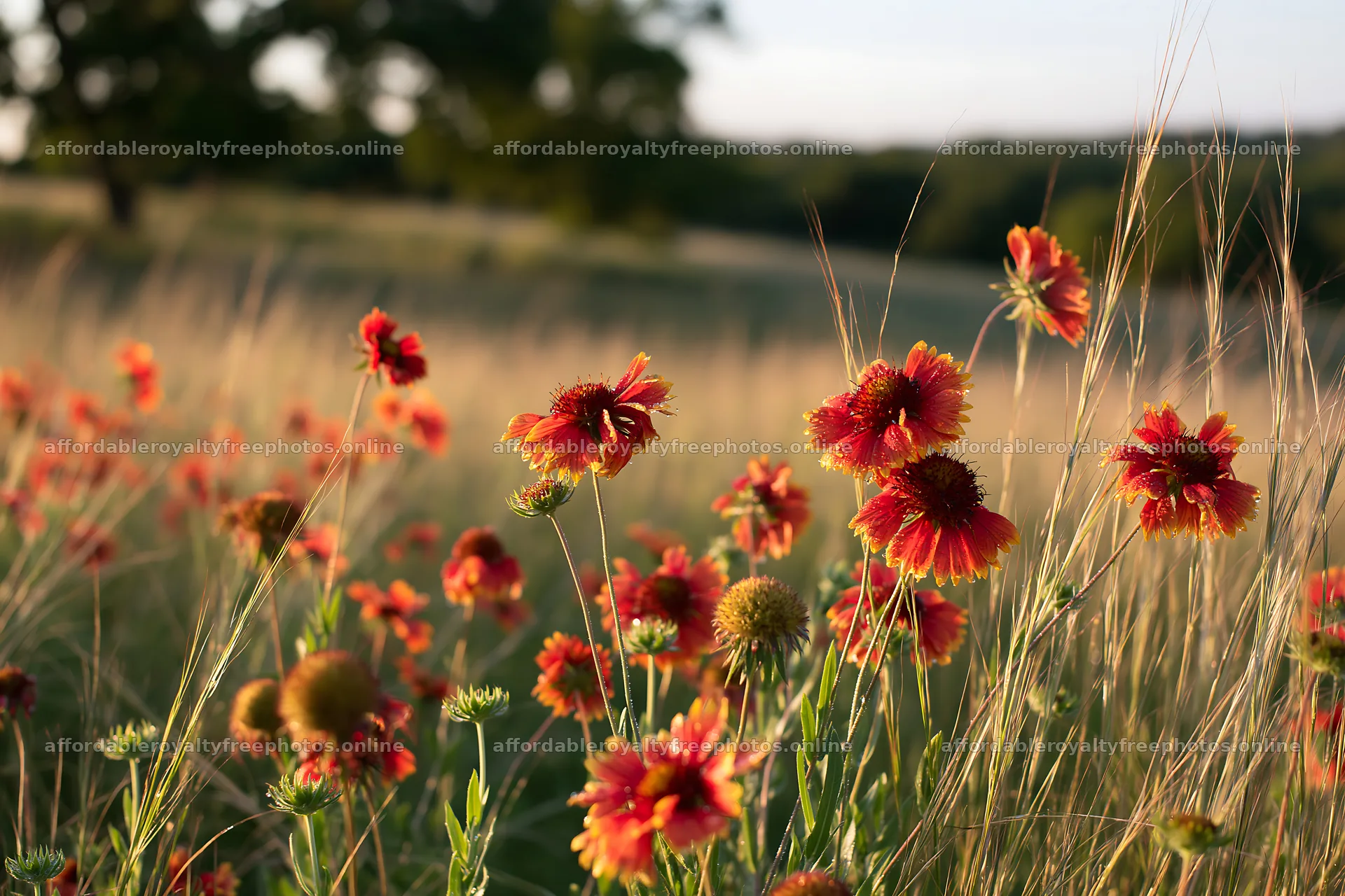 Tall grass meadow with wild flowers blooming in sunlight – royalty-free photos 9722x6480