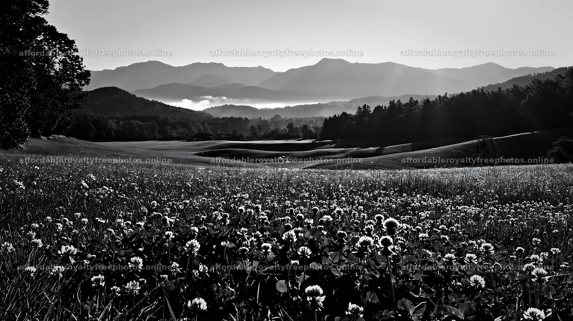 Rolling valley meadows with flowers and distant mountains – royalty-free photos 10608x5938