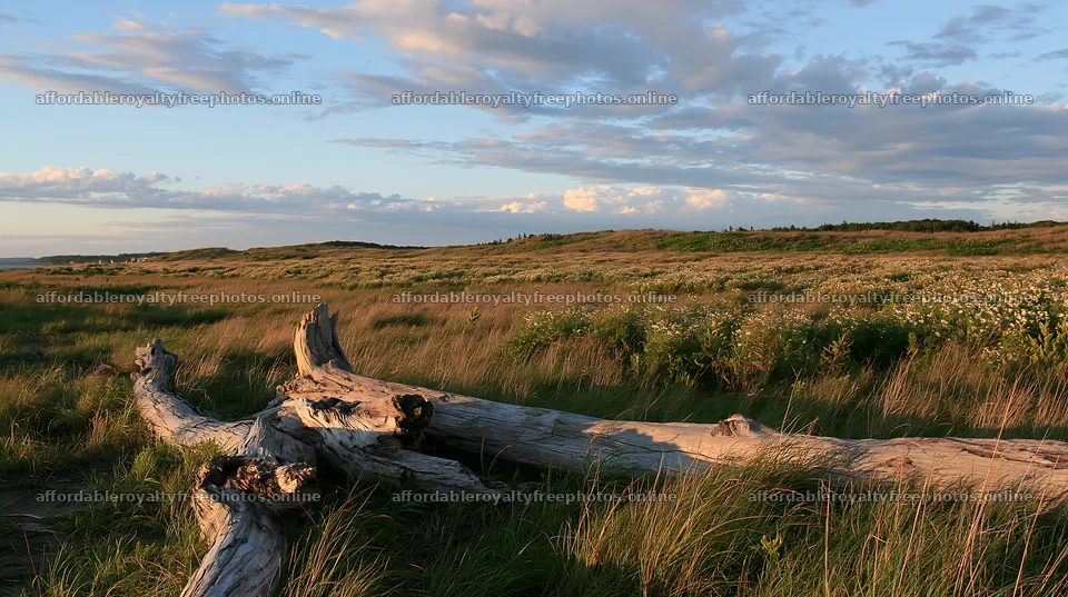Chiba coastal meadow with driftwood in grassy landscape – royalty-free photos 10608x5938