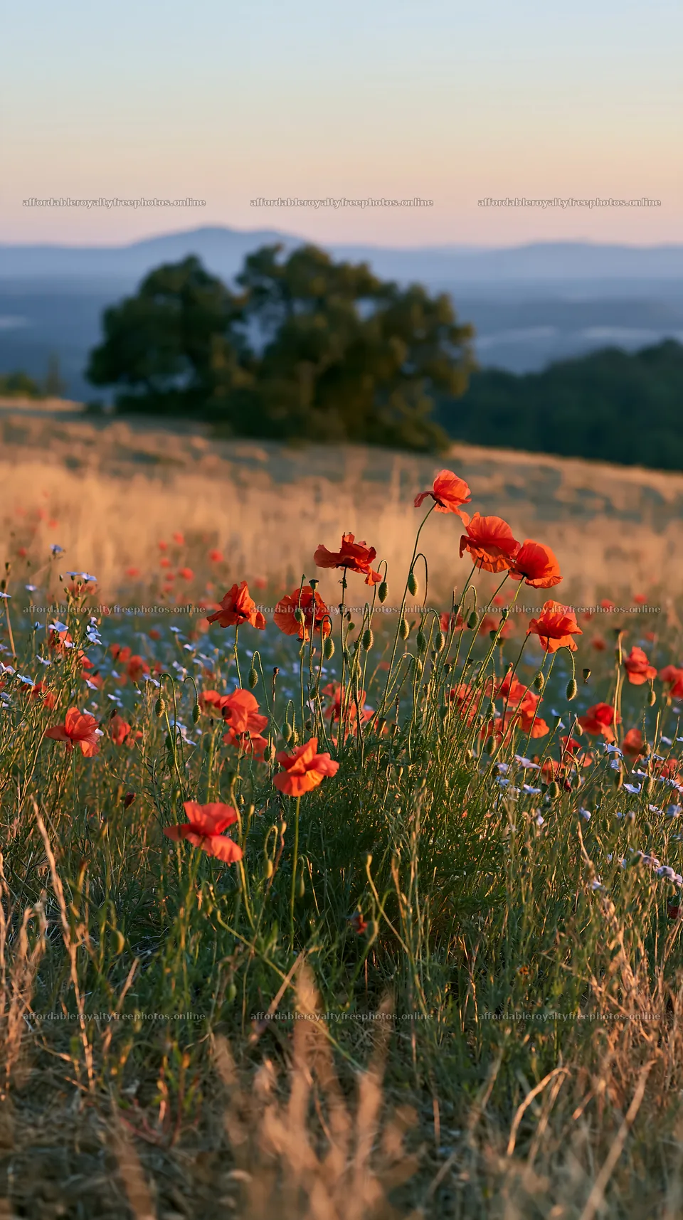 Poppy and flax meadow under a setting sun at golden hour – royalty-free photos 5938x10608