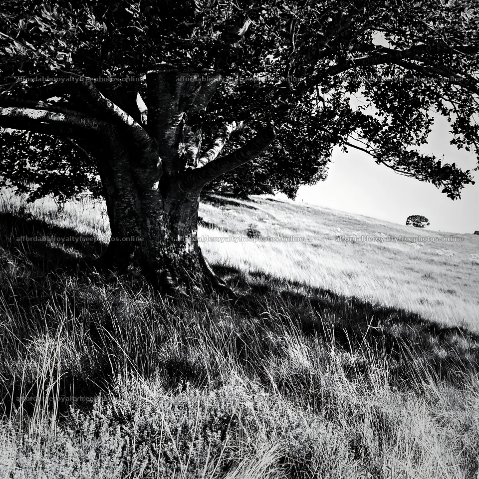 Sunny dry meadow hillside with a large tree in black and – royalty-free photos 7938x7938
