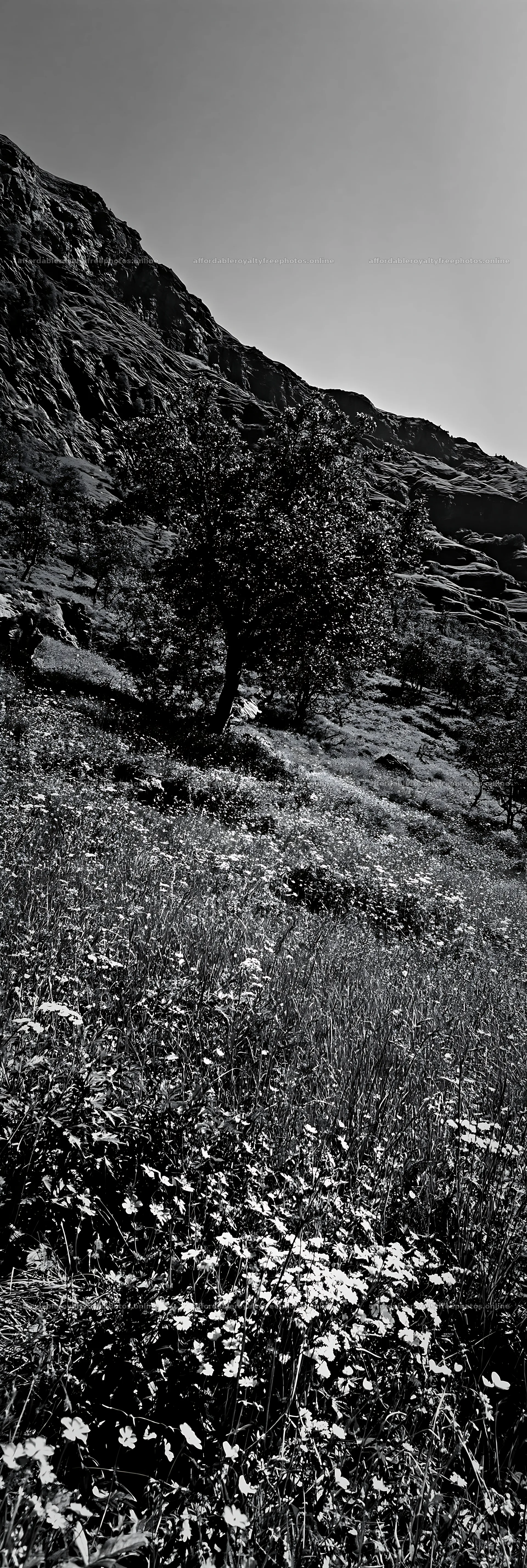 Apple trees in a valley meadow with grass and flowers – royalty-free photos 4602x13690