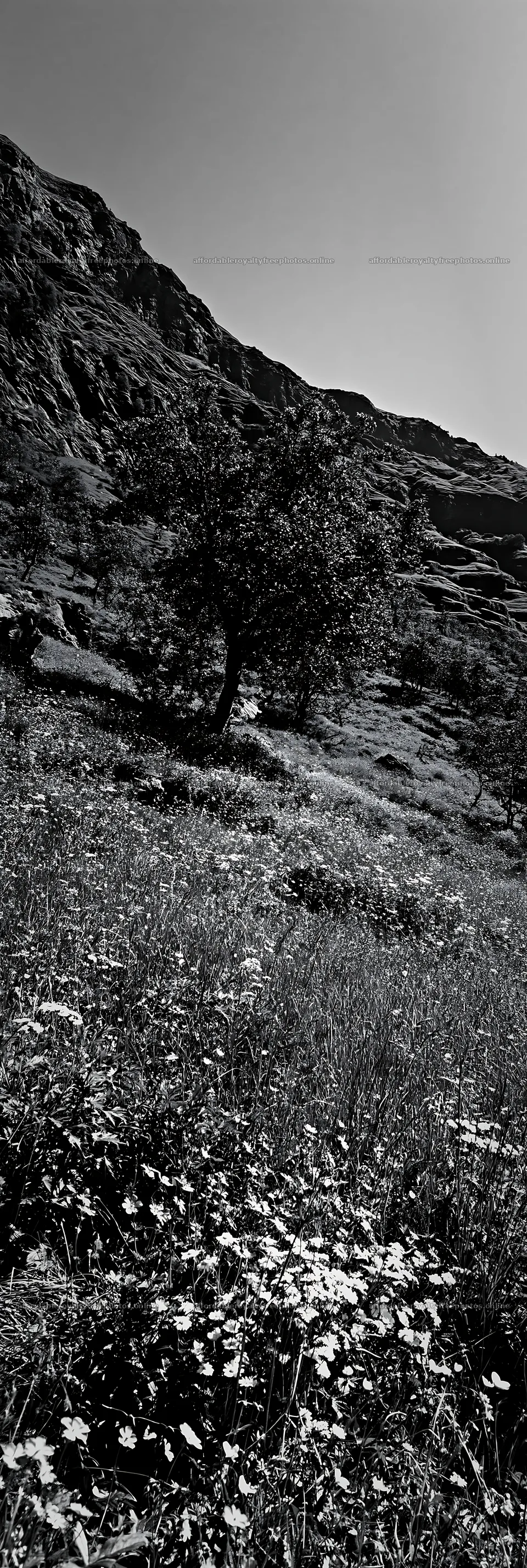 Apple trees in a valley meadow with grass and flowers – royalty-free photos 4602x13690