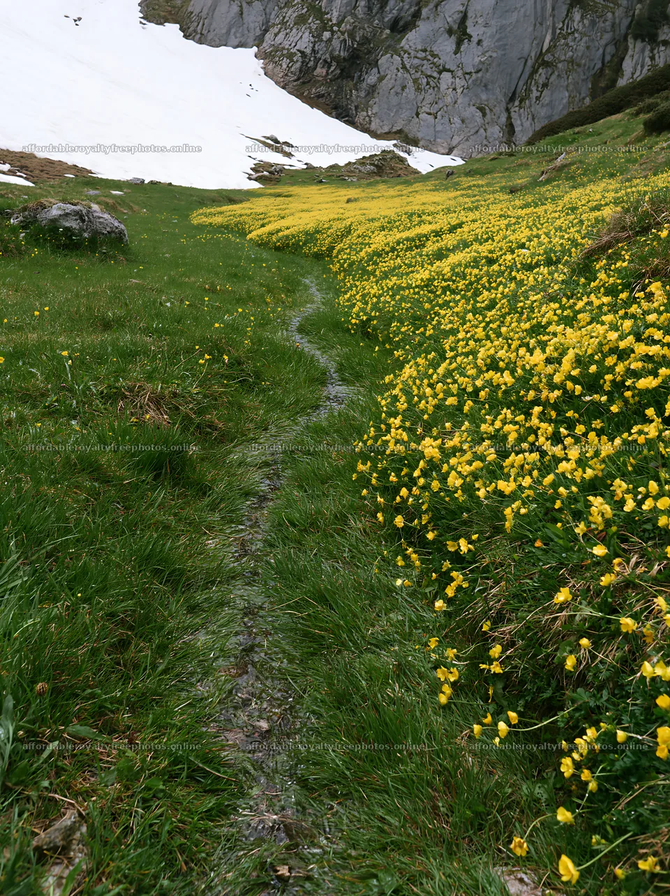 Buttercup meadow with green grass and yellow flowers – royalty-free photos 6866x9174