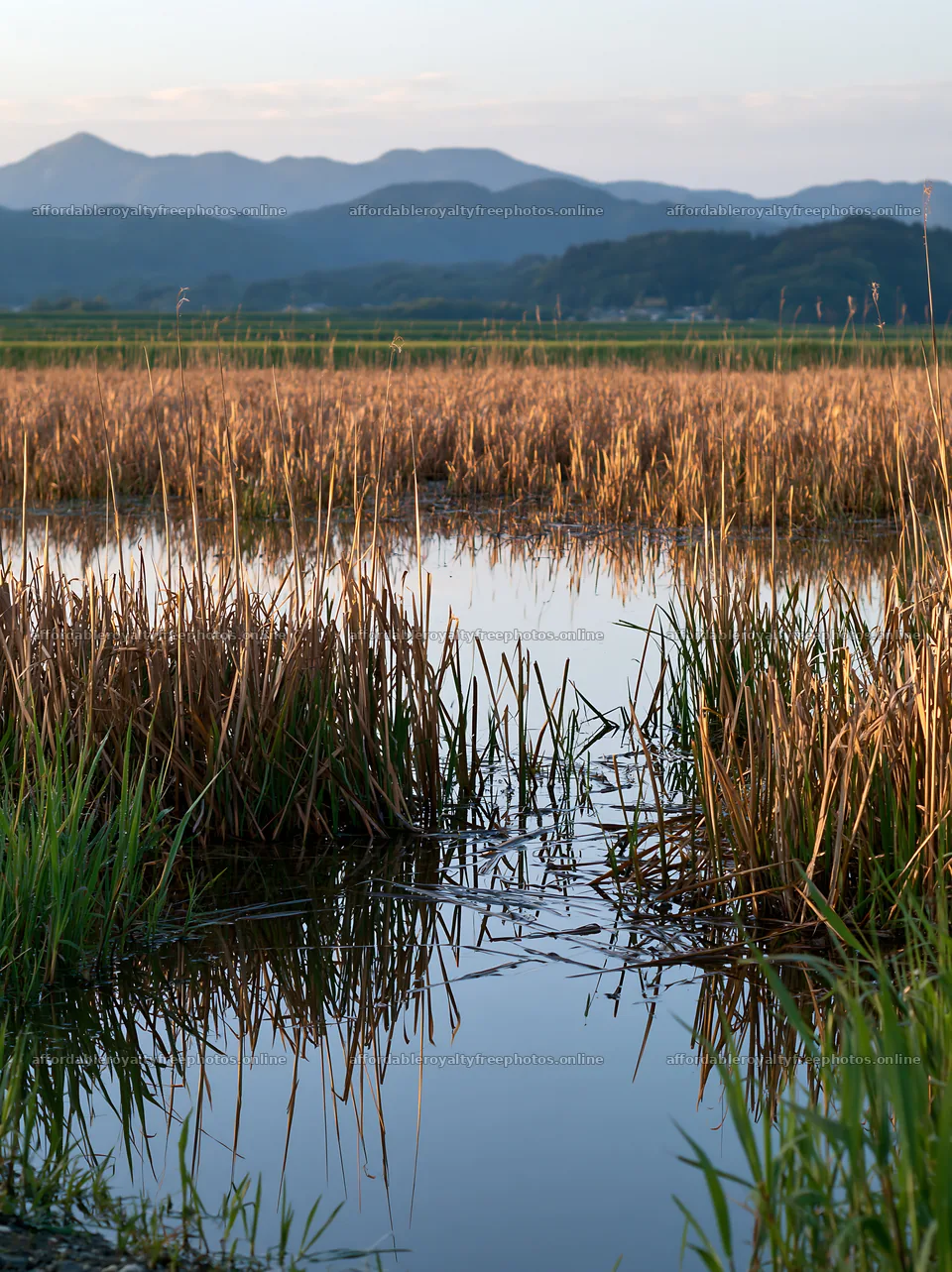 Shiga wetland meadow climate adaptation reeds in evening – royalty-free photos 6866x9174