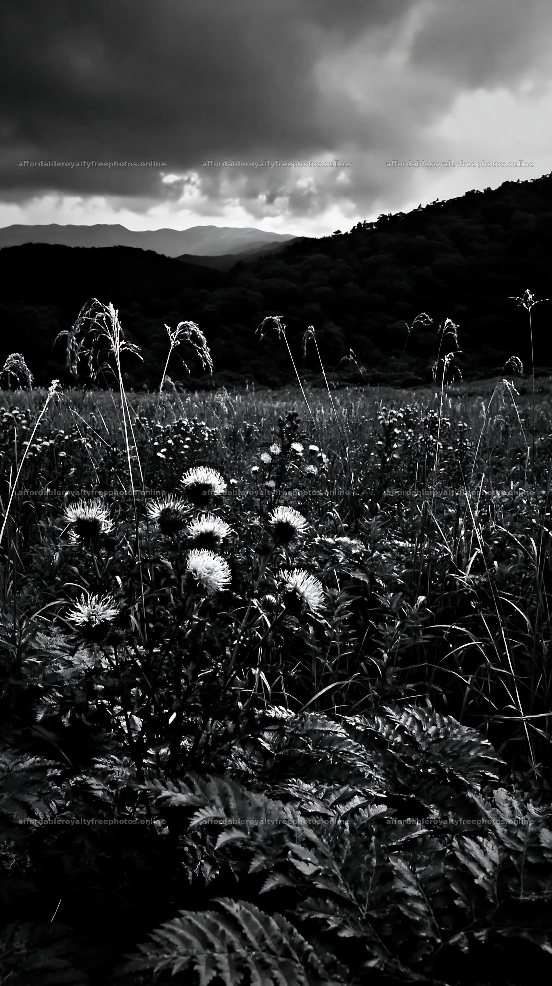 Nara summer meadow with fern foreground and blooming – royalty-free photos 5938x10608