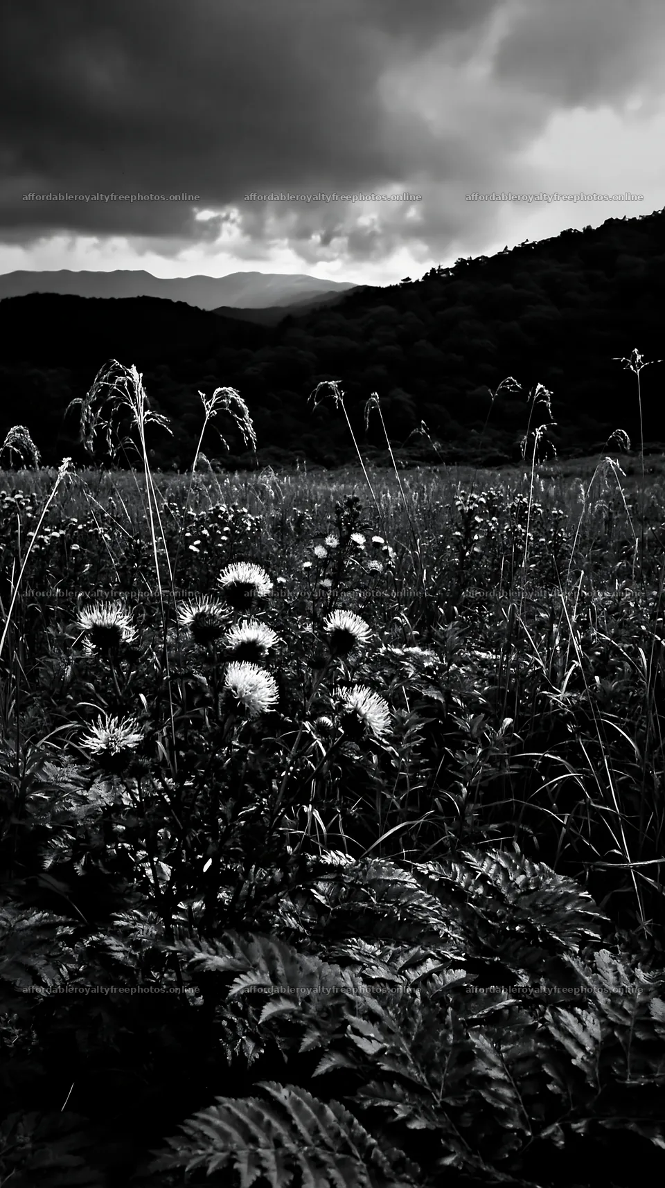 Nara summer meadow with fern foreground and blooming – royalty-free photos 5938x10608