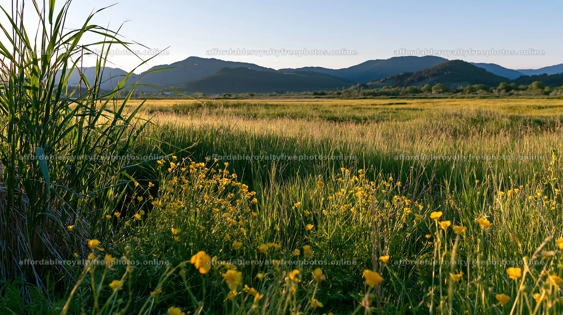 Saga floodplain meadow with reed and flowers in the – royalty-free photos 10608x5938