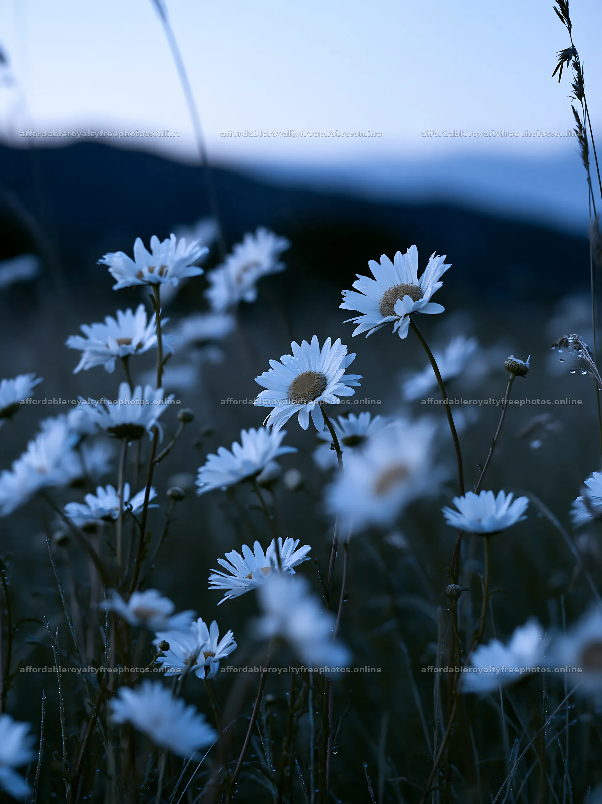 Silver dew on daisies in a meadow during twilight – royalty-free photos 6866x9174
