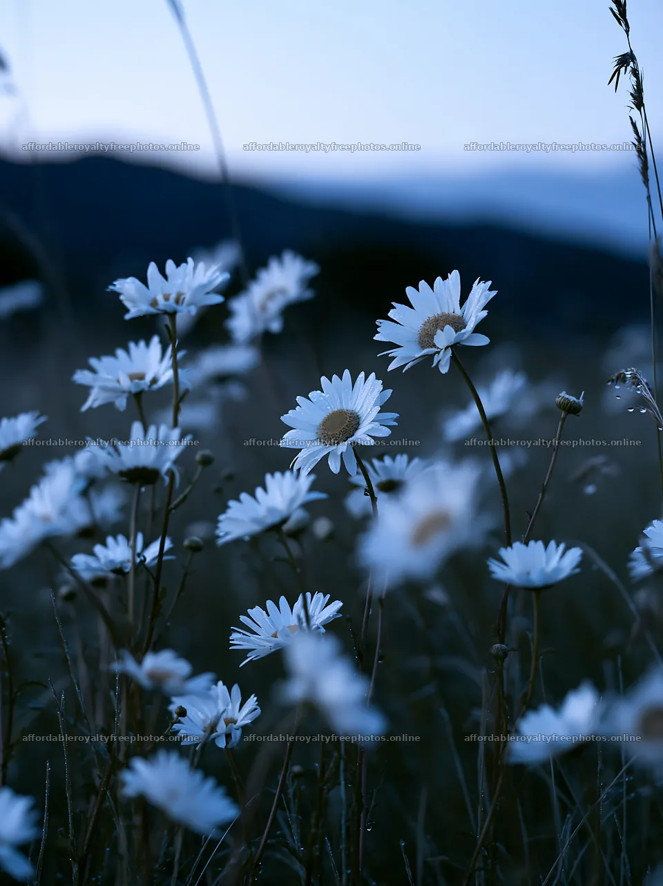 Silver dew on daisies in a meadow during twilight – royalty-free photos 6866x9174