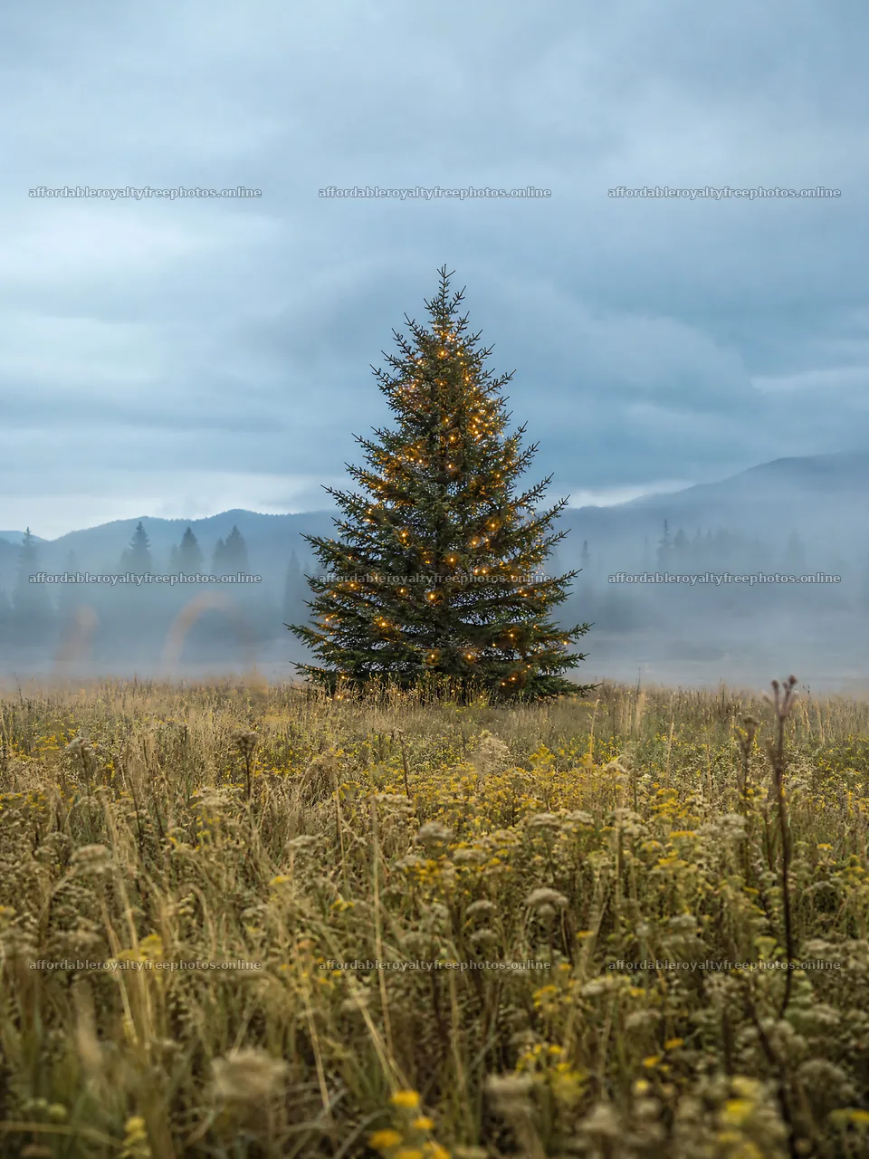 Vibrant Christmas tree in misty meadow landscape – royalty-free photos 6874x9166