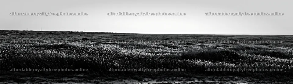 Bluebonnet meadow at sunrise with clear sky – royalty-free photos 14762x4268