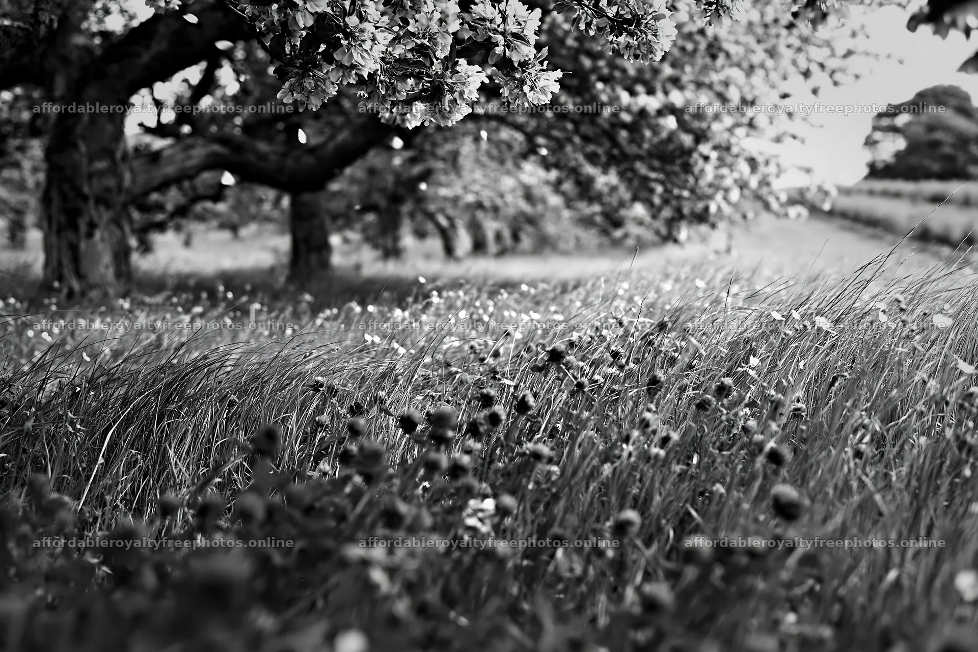 Clover and apple trees in a meadow during late afternoon – royalty-free photos 9722x6480