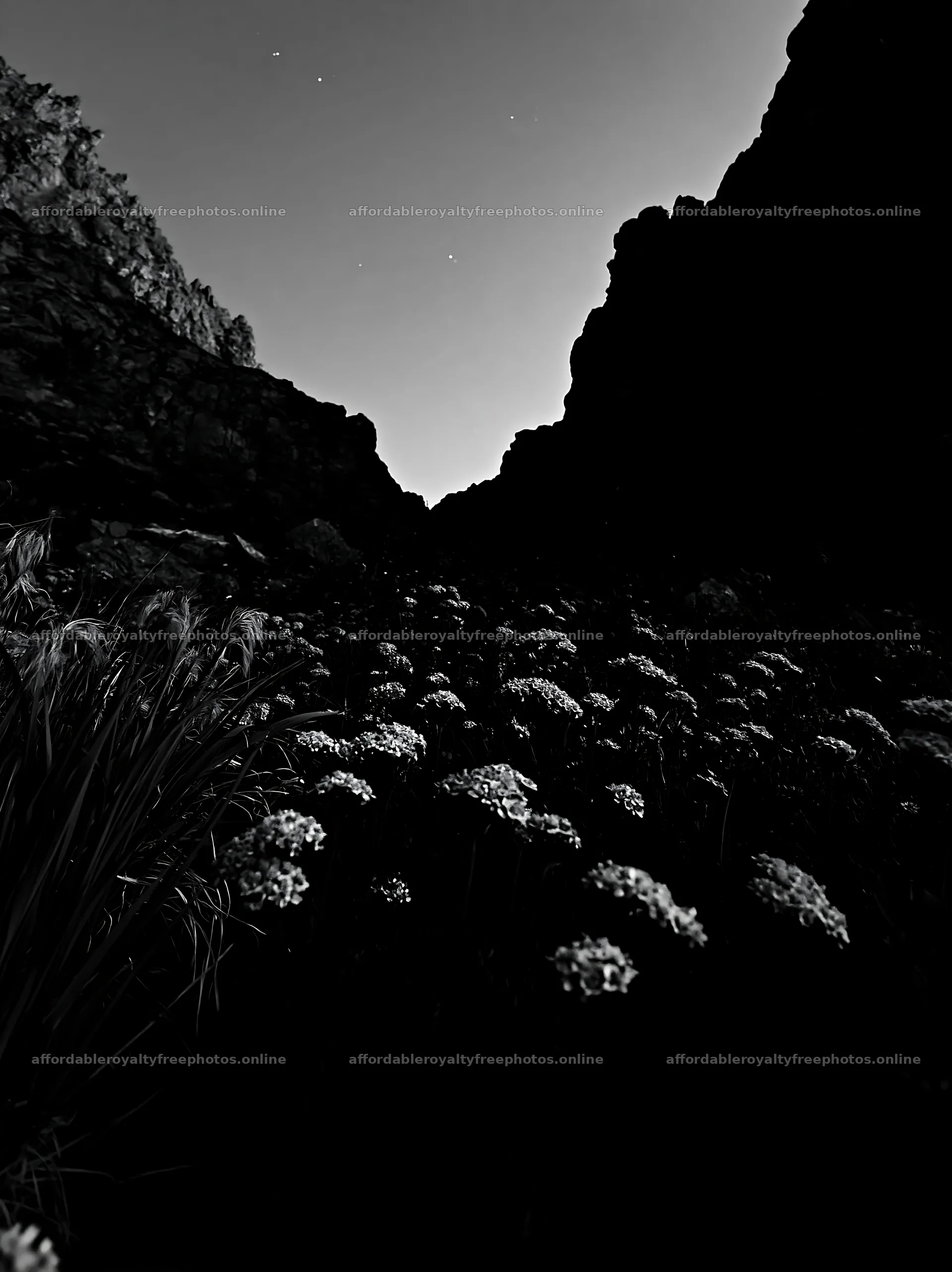 Twilight view of yarrow in a meadow near a rocky canyon – royalty-free photos 6866x9174