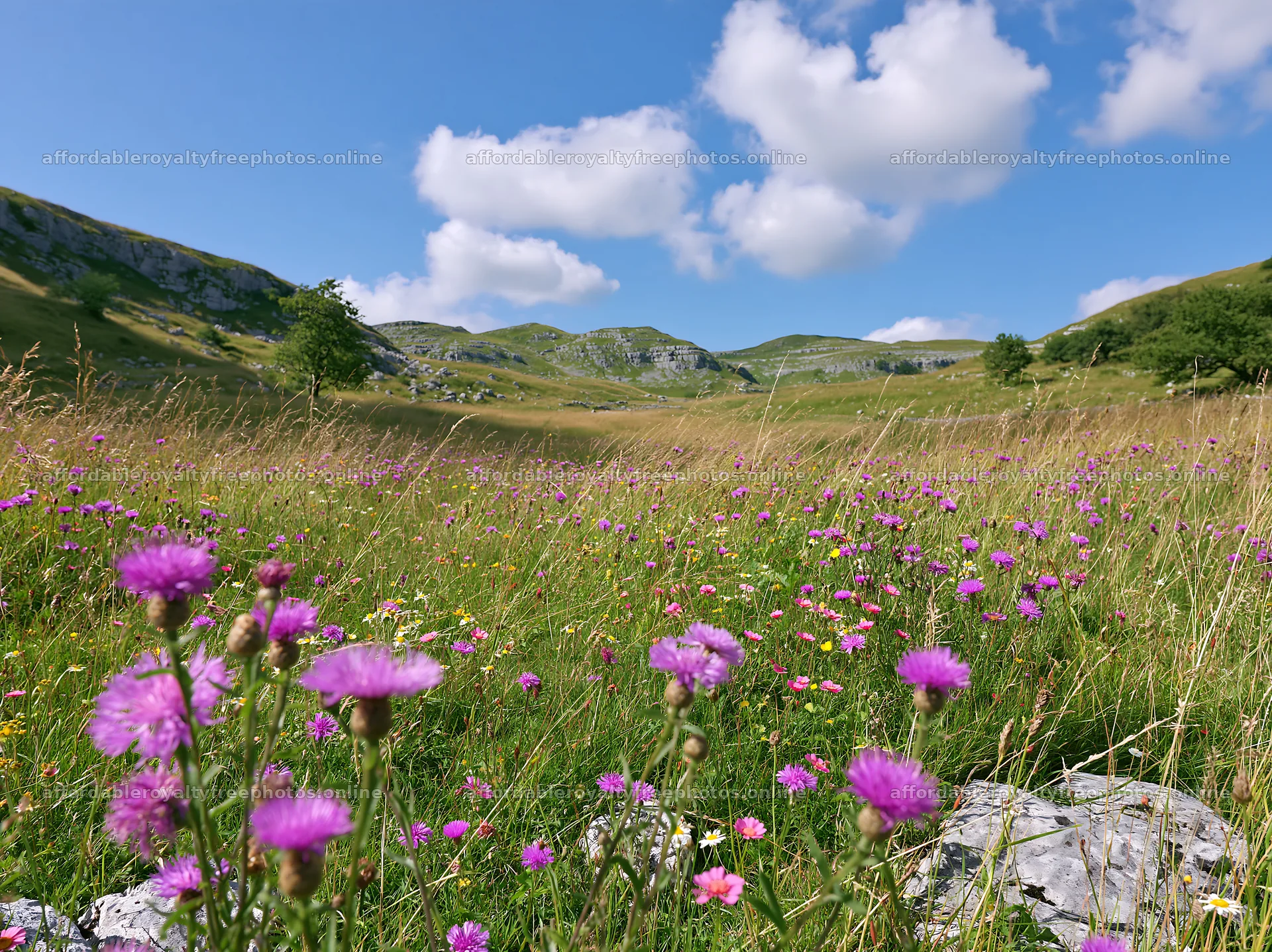 Knapweed blooms in a sunny meadow with rolling hills – royalty-free photos 9174x6866