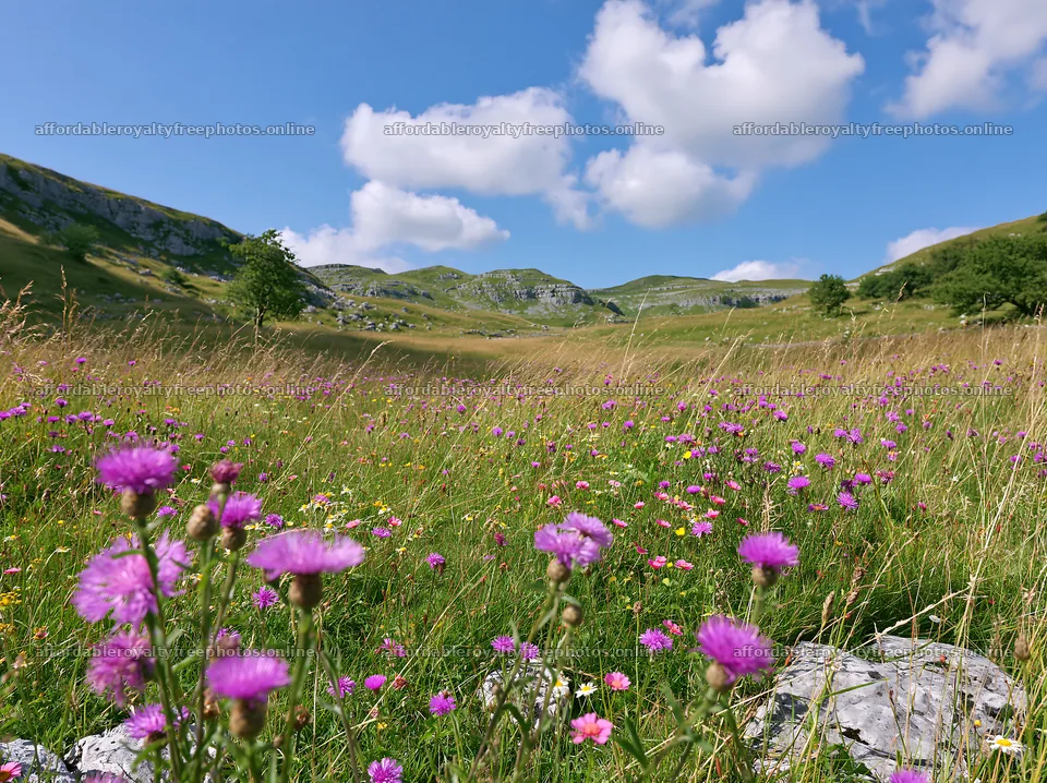 Knapweed blooms in a sunny meadow with rolling hills – royalty-free photos 9174x6866